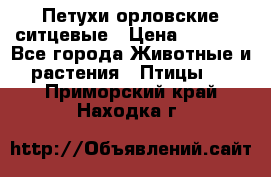 Петухи орловские ситцевые › Цена ­ 1 000 - Все города Животные и растения » Птицы   . Приморский край,Находка г.